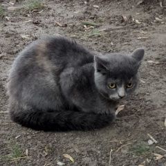 Фото: пропала кошка «Пропала кошка Серпухов» в г. Серпухов